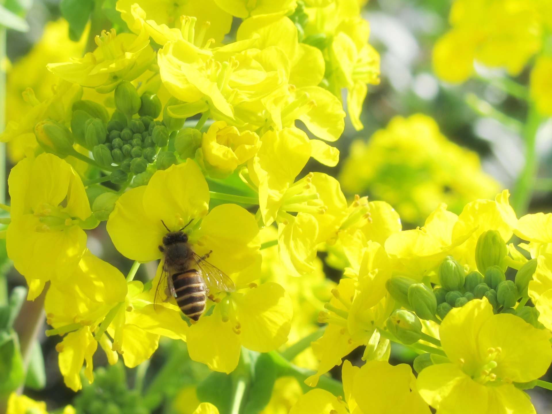 100％天然の非加熱のハチミツがおすすめ